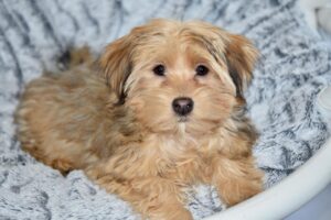 Bichon Havanais - bedste godbidder