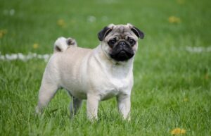 Godbidder til mops