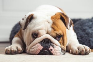 Engelsk bulldog godbidder