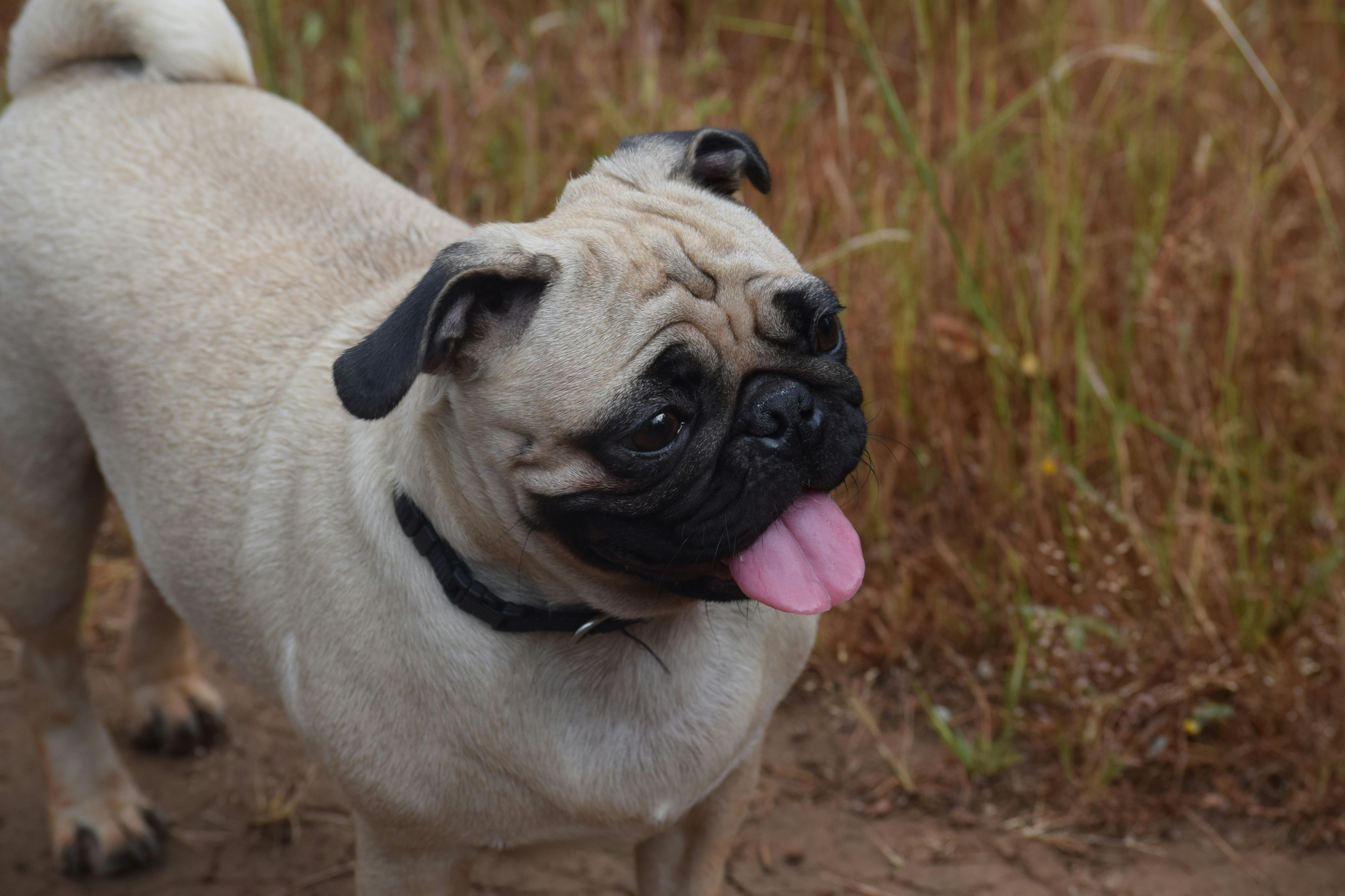 Godbidder mops hund