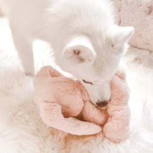 Kaninbamse