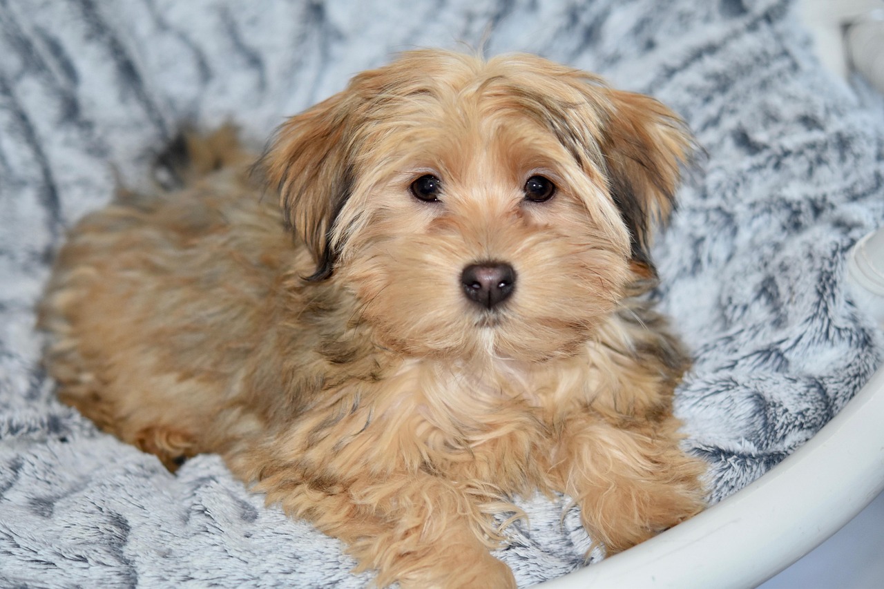 Bichon Havanais - bedste godbidder