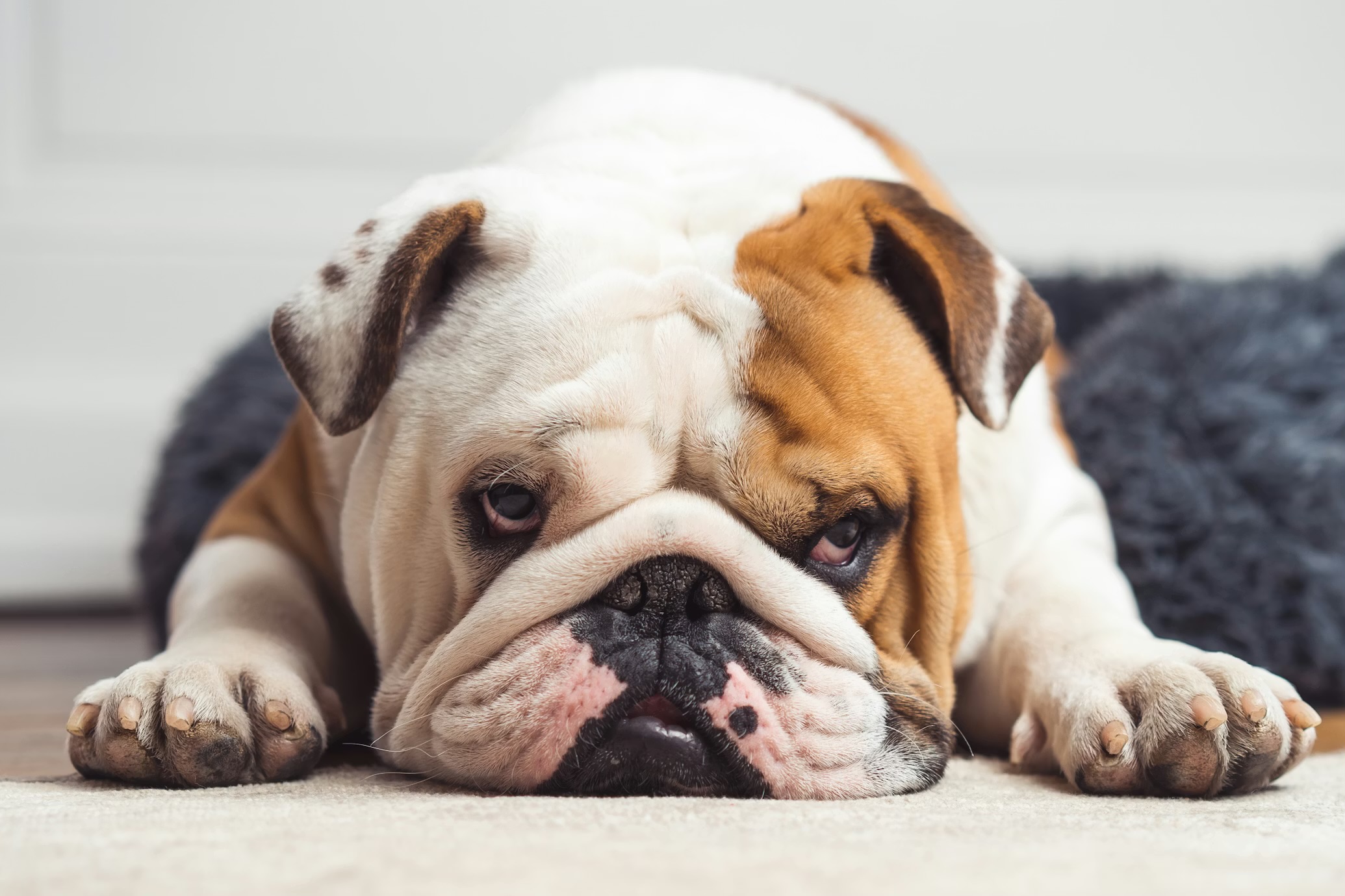 Engelsk bulldog godbidder