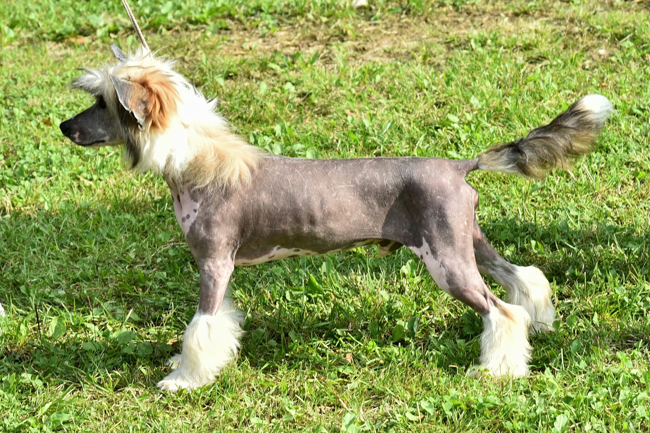 Hårløs hund godbidder