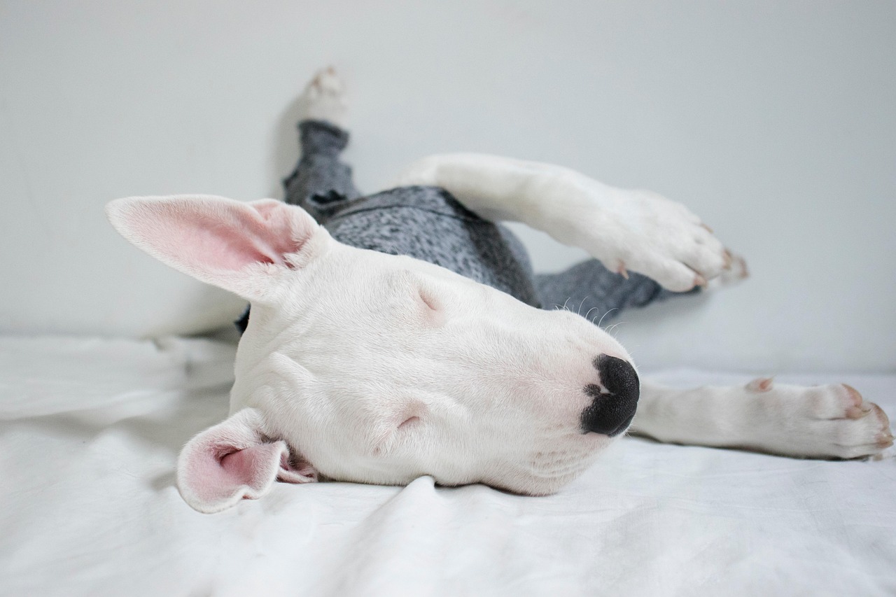 Engelsk miniature Bull Terrier