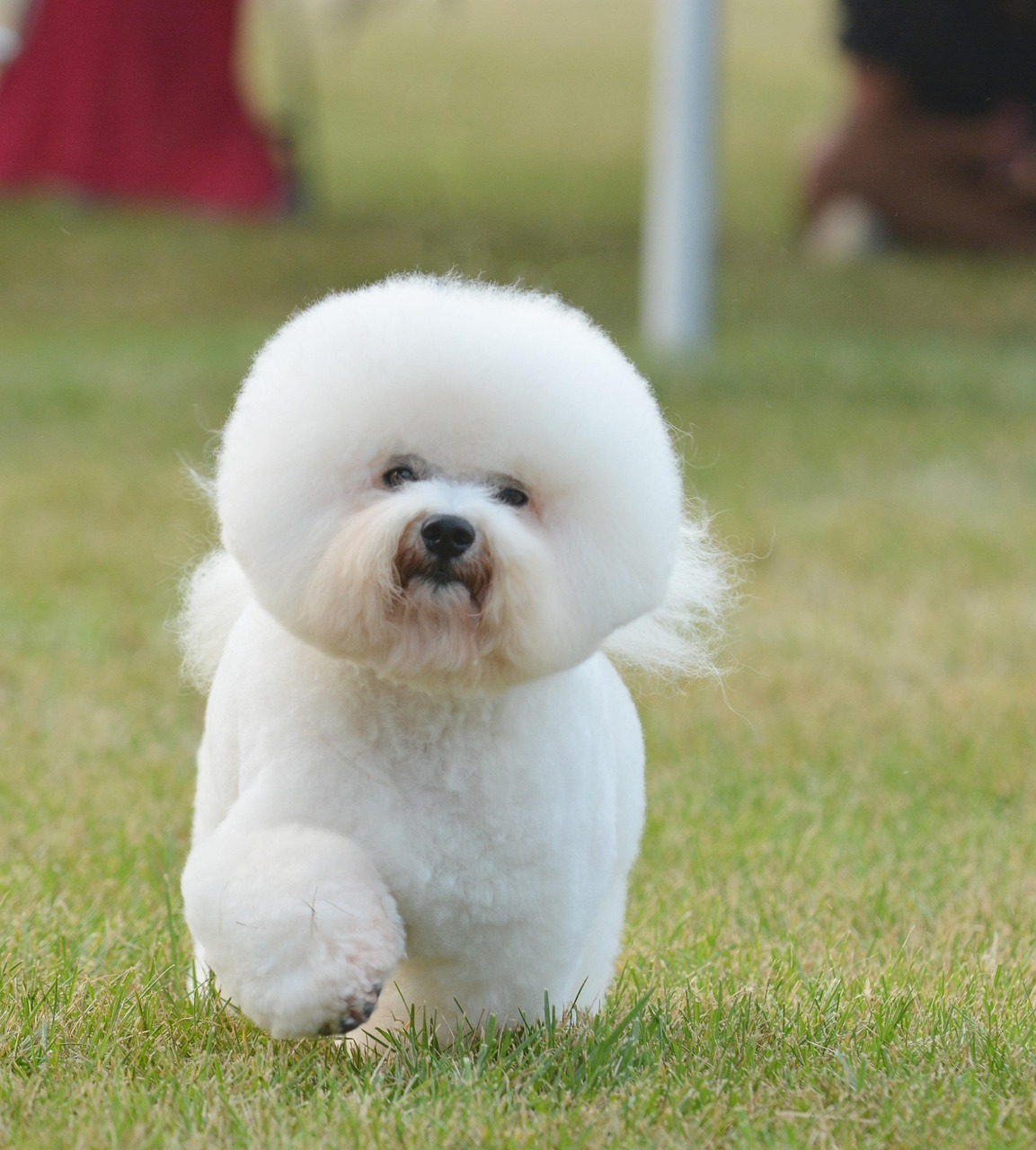 Bichon Frisé Godbidder