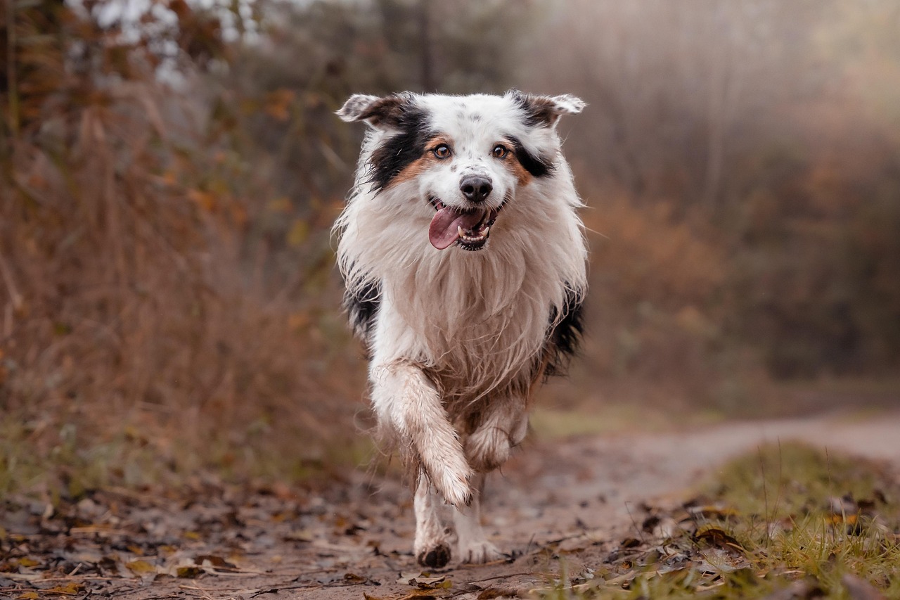 Borter collie godbidder