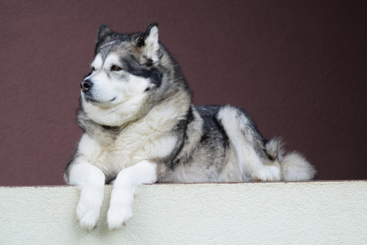 Alaskan Malamute Godbidder