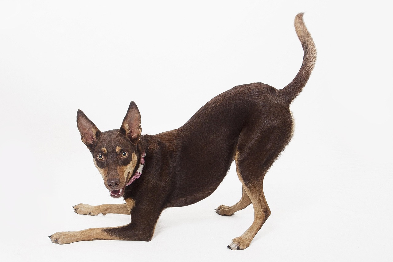 Australian Kelpie Godbidder
