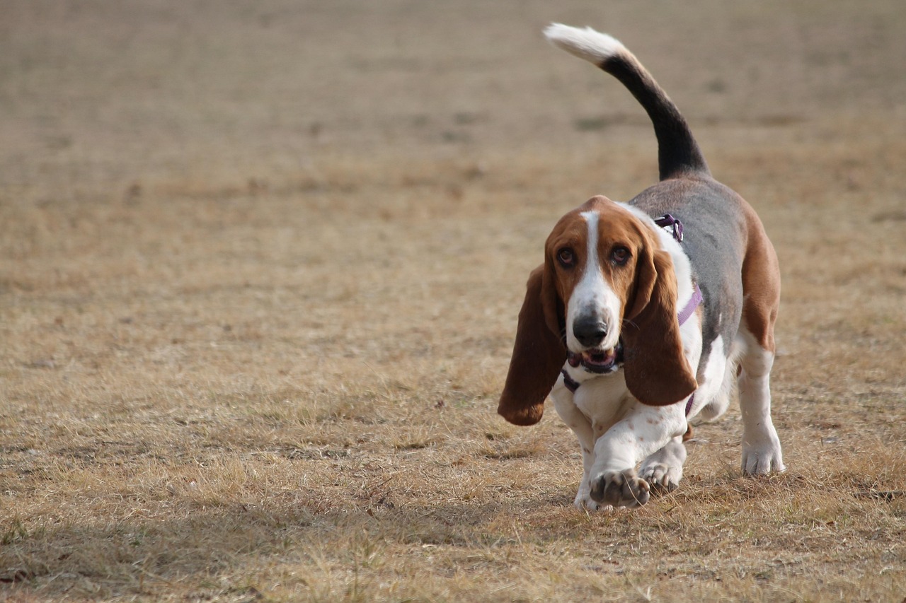 Basset Hound Godbidder