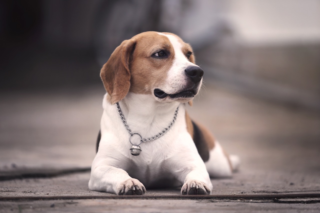 Beagle Godbidder