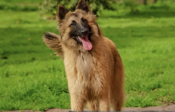 Belgisk Hyrdehund