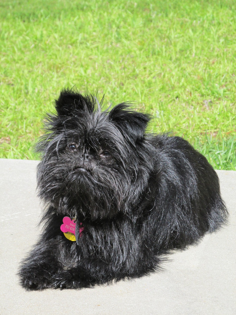 Affenpinscher Godbidder